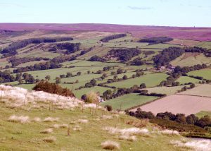 rosedale moor